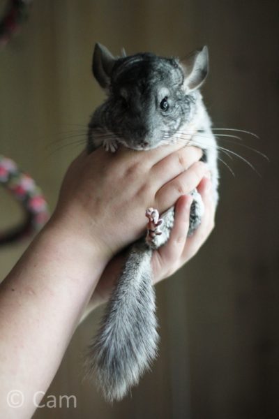 How to hold a chinchilla